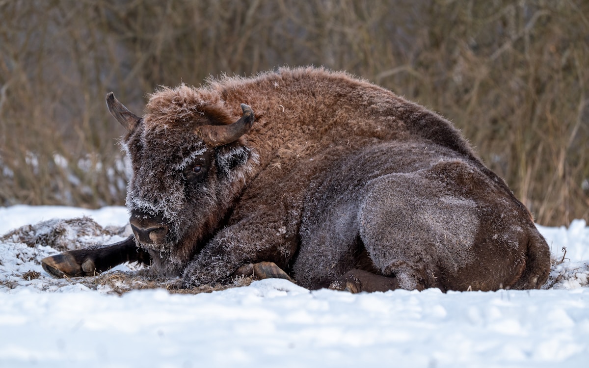 European bison covered in frost resting in the snow at Białowieża Forest, Poland