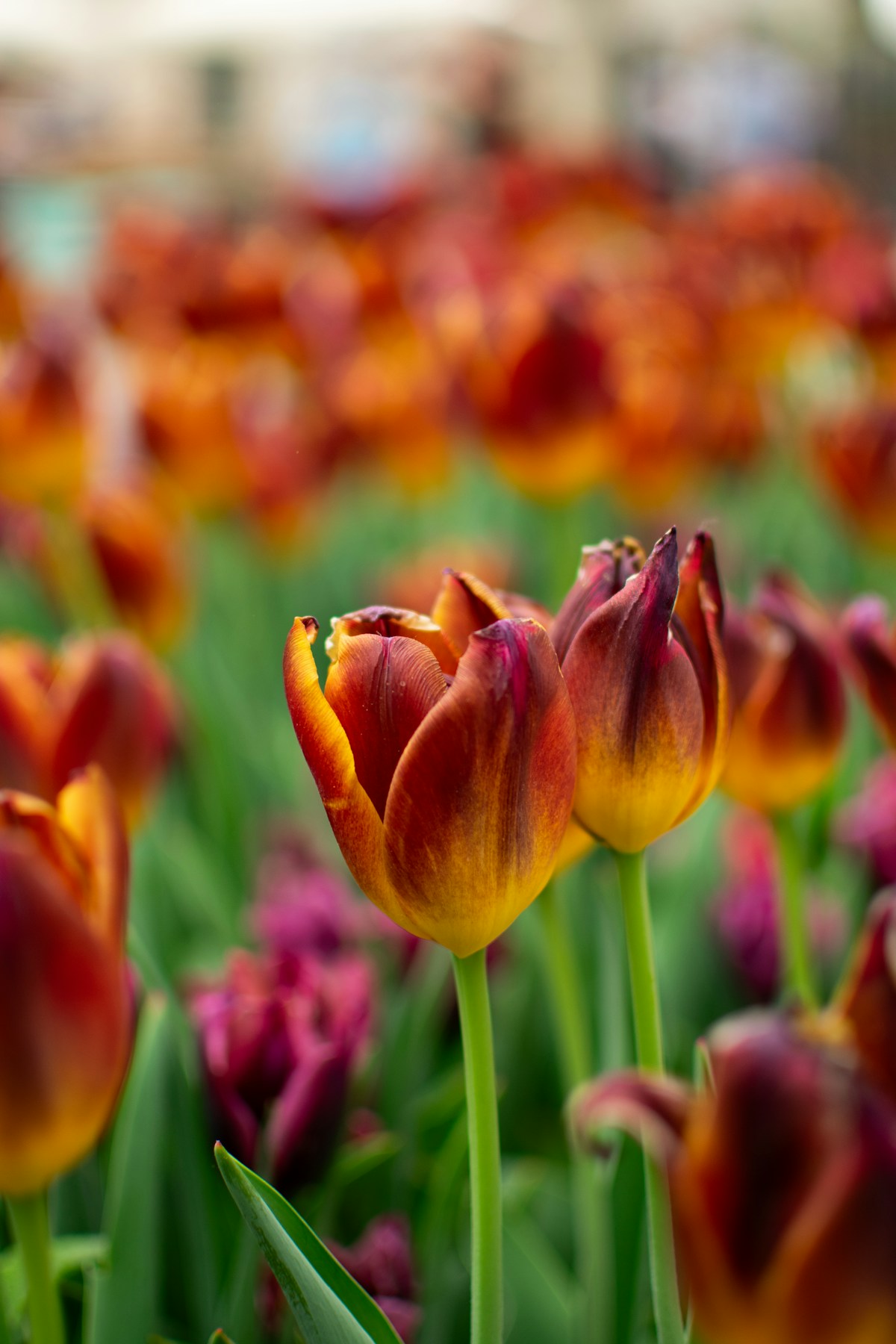 Spring flowers blooming in Kraków's Planty park with warm April sunshine, Poland