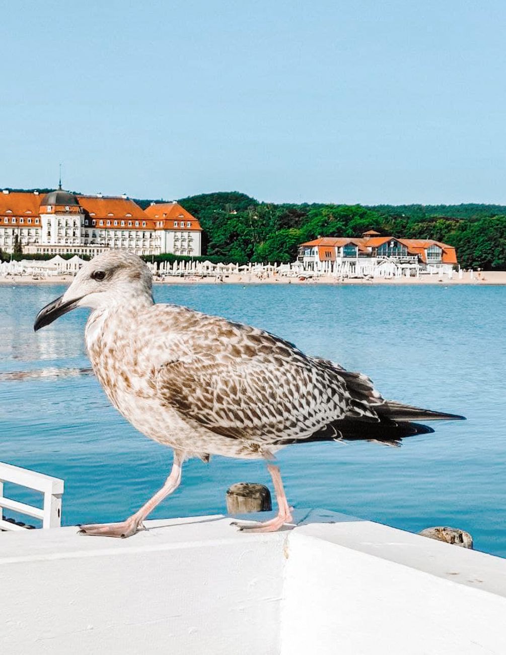 Seagull on Sopot pier with the Grand Hotel and Baltic Sea beach in the background, Poland